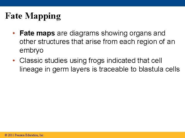 Fate Mapping • Fate maps are diagrams showing organs and other structures that arise