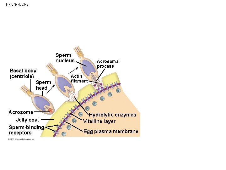 Figure 47. 3 -3 Sperm nucleus Basal body (centriole) Sperm head Acrosome Jelly coat
