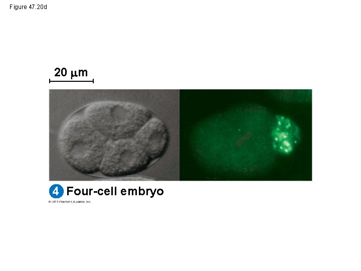 Figure 47. 20 d 20 m 4 Four-cell embryo 