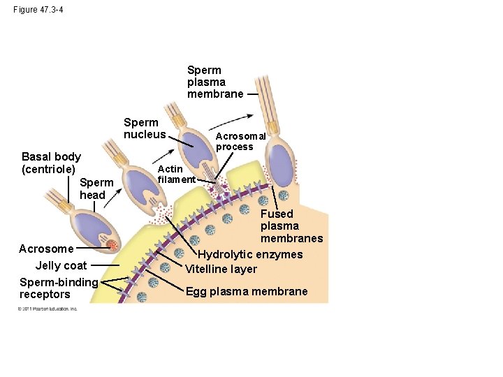 Figure 47. 3 -4 Sperm plasma membrane Sperm nucleus Basal body (centriole) Sperm head