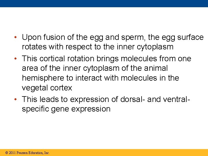  • Upon fusion of the egg and sperm, the egg surface rotates with