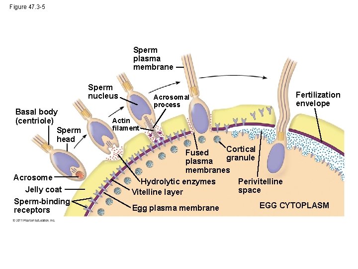 Figure 47. 3 -5 Sperm plasma membrane Sperm nucleus Basal body (centriole) Sperm head