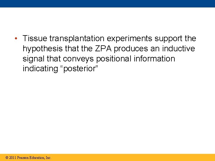  • Tissue transplantation experiments support the hypothesis that the ZPA produces an inductive