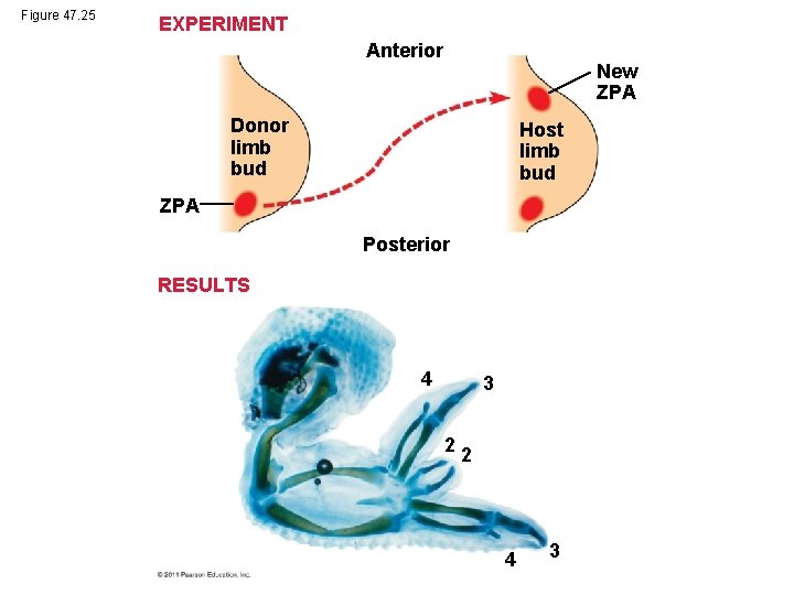 Figure 47. 25 EXPERIMENT Anterior New ZPA Donor limb bud Host limb bud ZPA