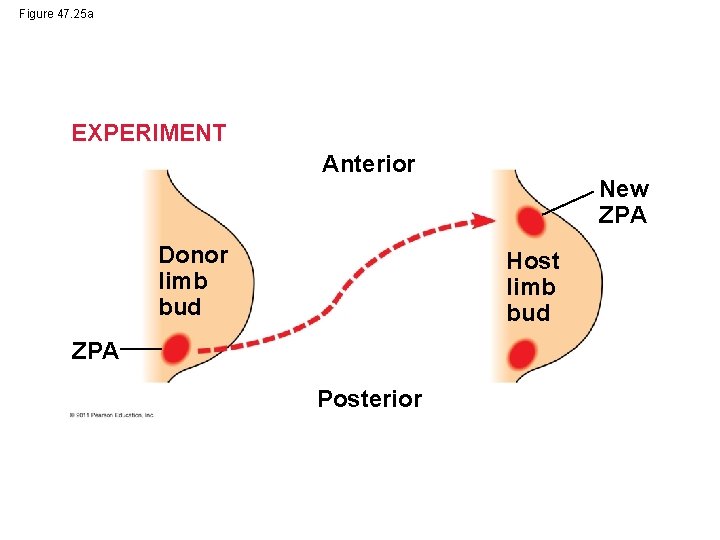 Figure 47. 25 a EXPERIMENT Anterior Donor limb bud New ZPA Host limb bud