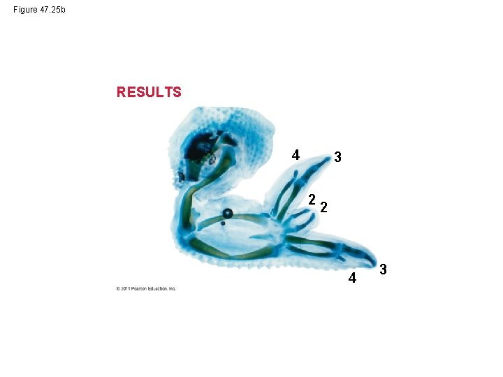 Figure 47. 25 b RESULTS 4 3 2 2 4 3 