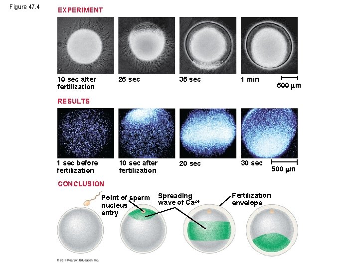 Figure 47. 4 EXPERIMENT 10 sec after fertilization 25 sec 35 sec 1 min