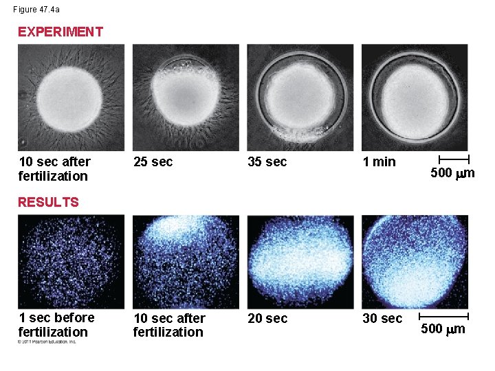 Figure 47. 4 a EXPERIMENT 10 sec after fertilization 25 sec 35 sec 1