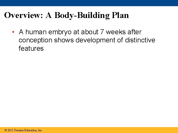 Overview: A Body-Building Plan • A human embryo at about 7 weeks after conception