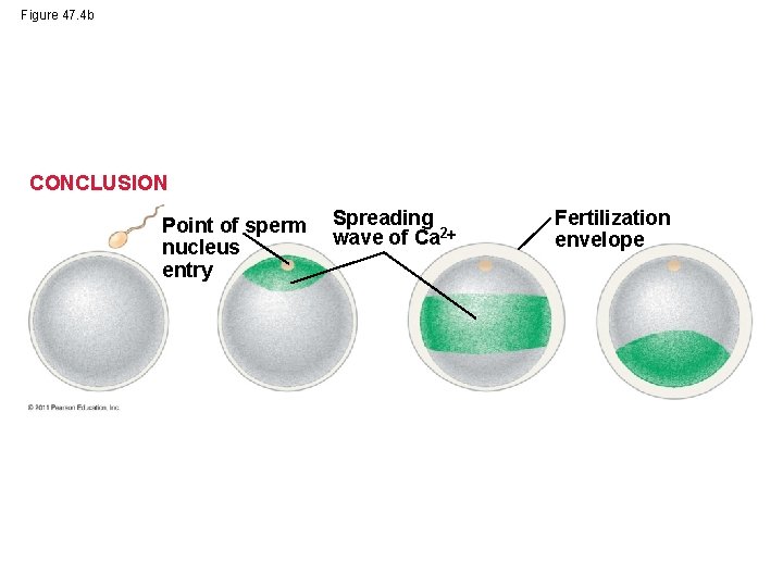 Figure 47. 4 b CONCLUSION Point of sperm nucleus entry Spreading wave of Ca