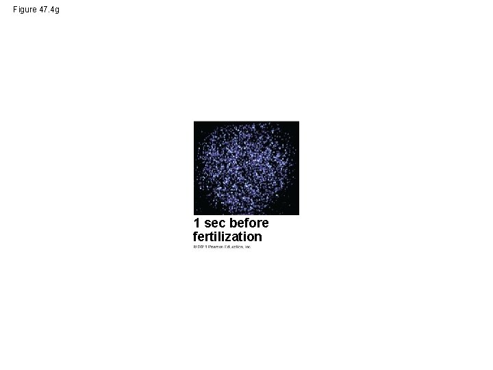 Figure 47. 4 g 1 sec before fertilization 