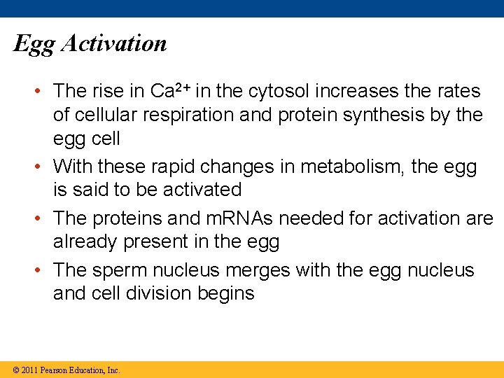Egg Activation • The rise in Ca 2+ in the cytosol increases the rates