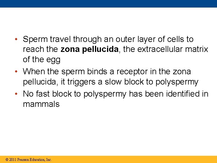  • Sperm travel through an outer layer of cells to reach the zona