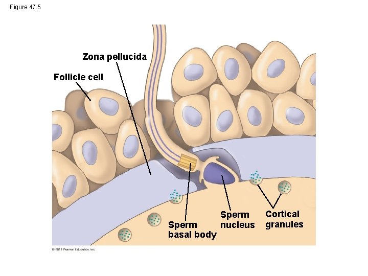 Figure 47. 5 Zona pellucida Follicle cell Sperm basal body Sperm nucleus Cortical granules