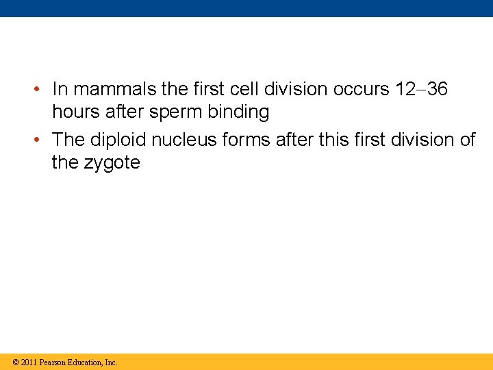  • In mammals the first cell division occurs 12 36 hours after sperm