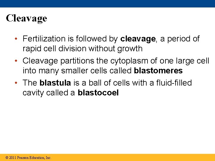Cleavage • Fertilization is followed by cleavage, a period of rapid cell division without