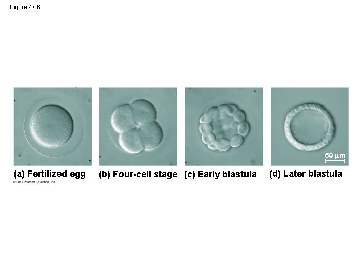 Figure 47. 6 50 m (a) Fertilized egg (b) Four-cell stage (c) Early blastula