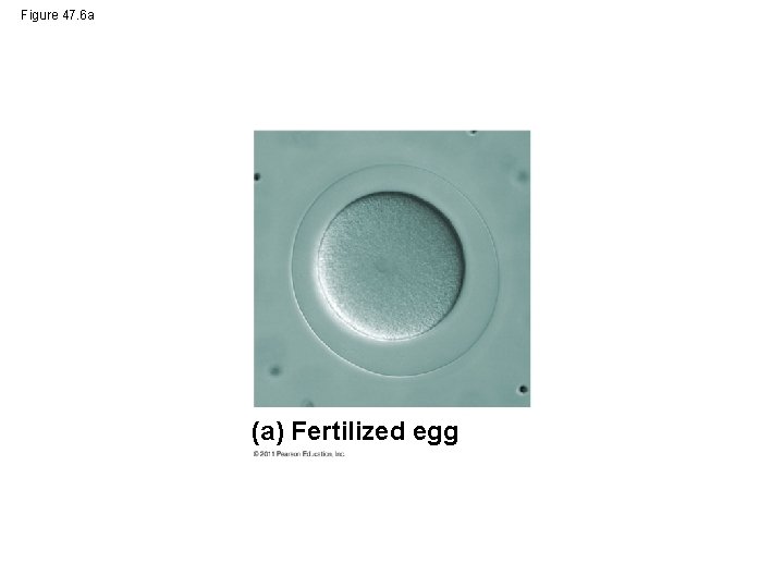 Figure 47. 6 a (a) Fertilized egg 