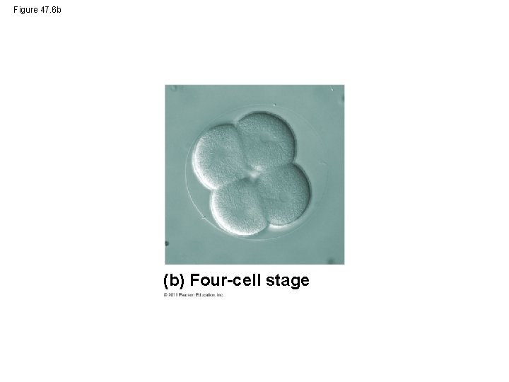 Figure 47. 6 b (b) Four-cell stage 