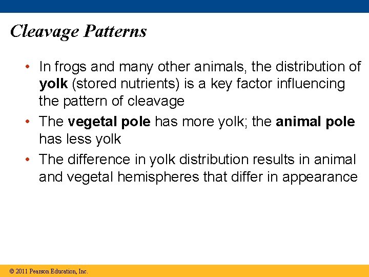 Cleavage Patterns • In frogs and many other animals, the distribution of yolk (stored