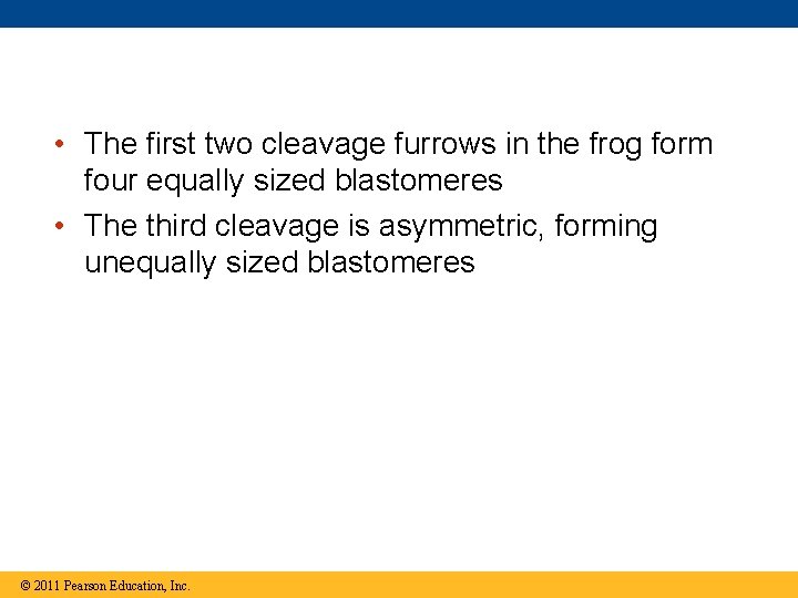  • The first two cleavage furrows in the frog form four equally sized