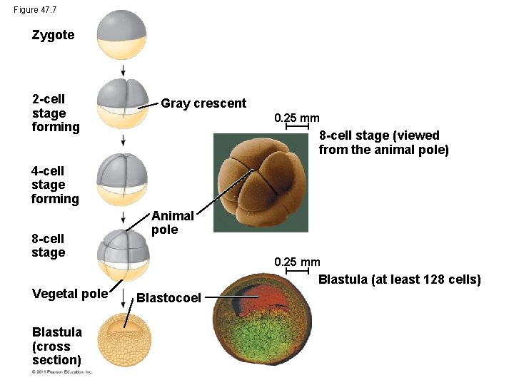 Figure 47. 7 Zygote 2 -cell stage forming Gray crescent 0. 25 mm 8