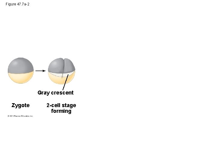 Figure 47. 7 a-2 Gray crescent Zygote 2 -cell stage forming 