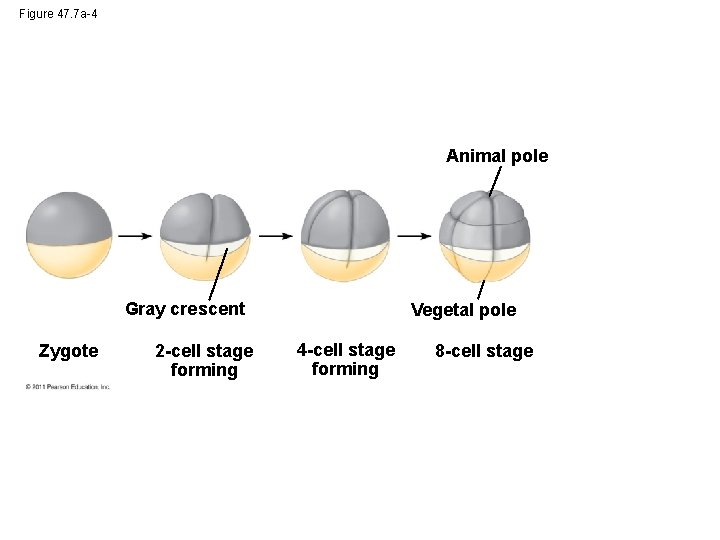 Figure 47. 7 a-4 Animal pole Gray crescent Zygote 2 -cell stage forming Vegetal