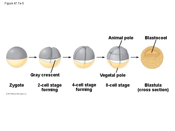 Figure 47. 7 a-5 Animal pole Gray crescent Zygote 2 -cell stage forming Blastocoel