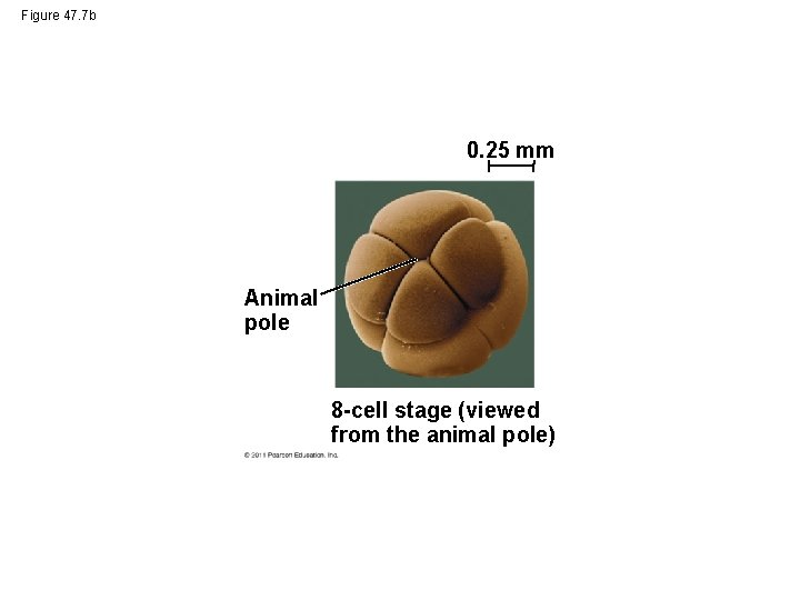 Figure 47. 7 b 0. 25 mm Animal pole 8 -cell stage (viewed from