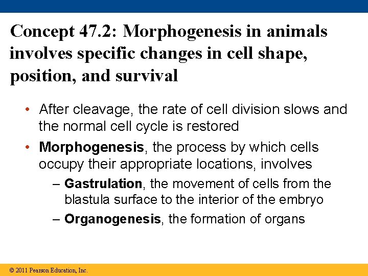 Concept 47. 2: Morphogenesis in animals involves specific changes in cell shape, position, and