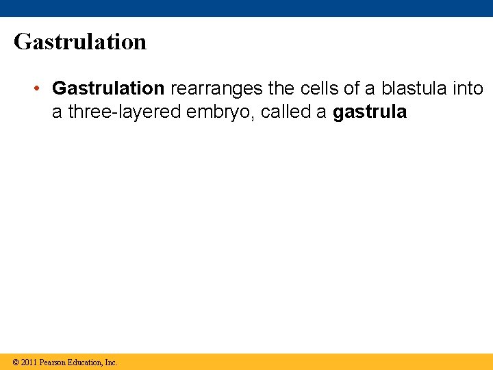 Gastrulation • Gastrulation rearranges the cells of a blastula into a three-layered embryo, called