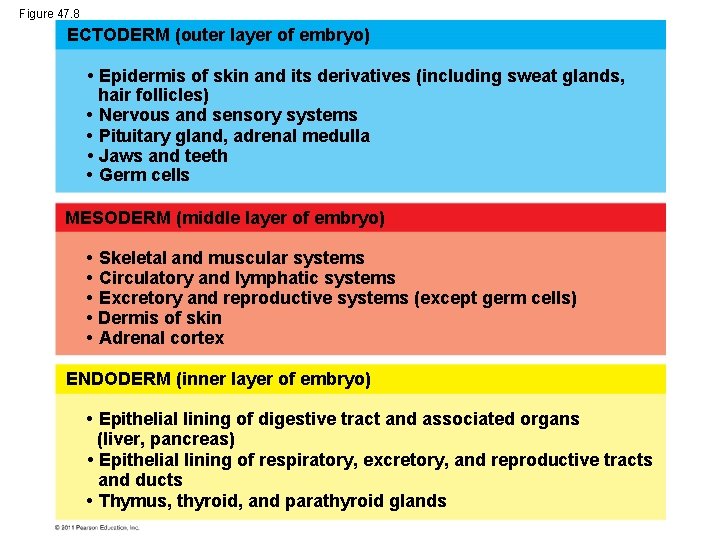 Figure 47. 8 ECTODERM (outer layer of embryo) • Epidermis of skin and its