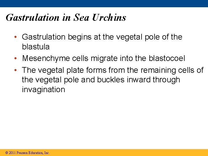 Gastrulation in Sea Urchins • Gastrulation begins at the vegetal pole of the blastula