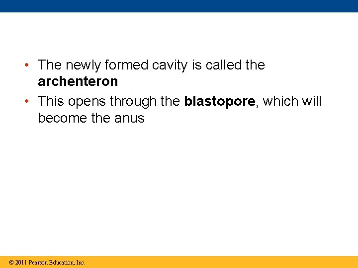  • The newly formed cavity is called the archenteron • This opens through