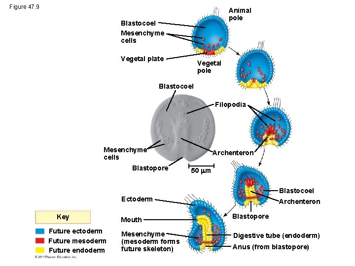 Figure 47. 9 Animal pole Blastocoel Mesenchyme cells Vegetal plate Vegetal pole Blastocoel Filopodia