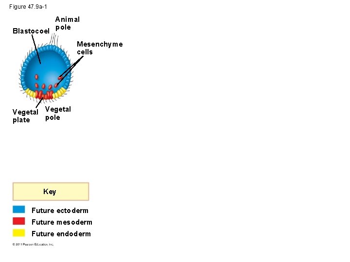 Figure 47. 9 a-1 Blastocoel Animal pole Mesenchyme cells Vegetal pole plate Key Future