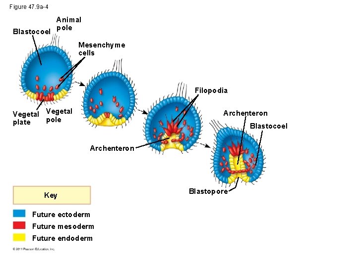Figure 47. 9 a-4 Blastocoel Animal pole Mesenchyme cells Filopodia Vegetal pole plate Archenteron