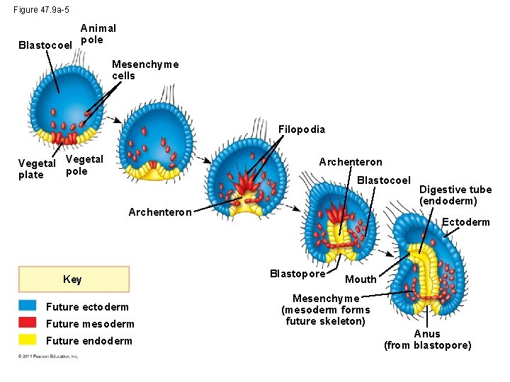Figure 47. 9 a-5 Blastocoel Animal pole Mesenchyme cells Filopodia Vegetal pole plate Archenteron
