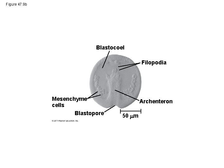 Figure 47. 9 b Blastocoel Filopodia Mesenchyme cells Blastopore Archenteron 50 m 
