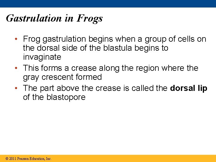 Gastrulation in Frogs • Frog gastrulation begins when a group of cells on the