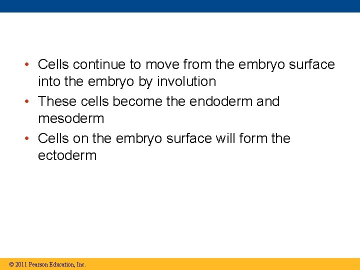  • Cells continue to move from the embryo surface into the embryo by
