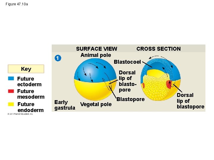 Figure 47. 10 a 1 CROSS SECTION SURFACE VIEW Animal pole Blastocoel Key Future