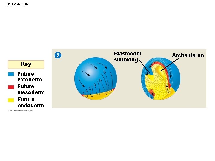 Figure 47. 10 b 2 Key Future ectoderm Future mesoderm Future endoderm Blastocoel shrinking