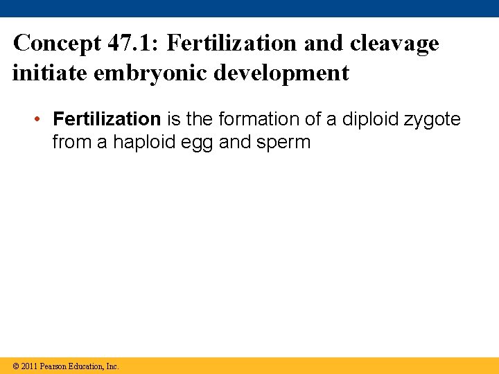 Concept 47. 1: Fertilization and cleavage initiate embryonic development • Fertilization is the formation