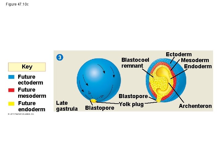 Figure 47. 10 c 3 Key Future ectoderm Future mesoderm Future endoderm Late gastrula