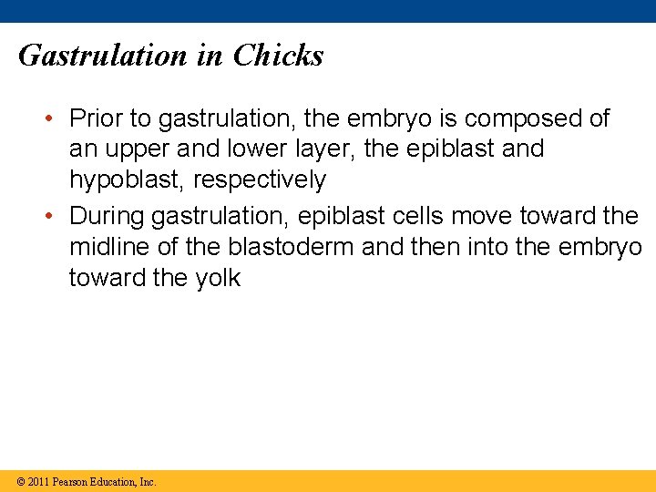 Gastrulation in Chicks • Prior to gastrulation, the embryo is composed of an upper