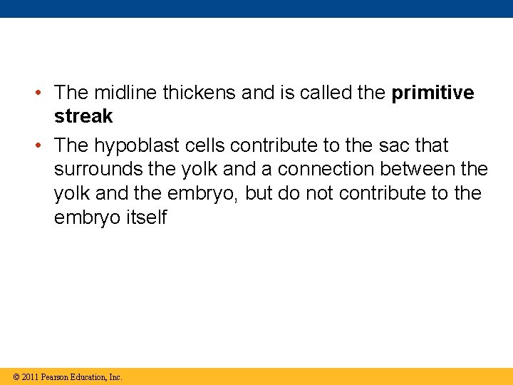  • The midline thickens and is called the primitive streak • The hypoblast