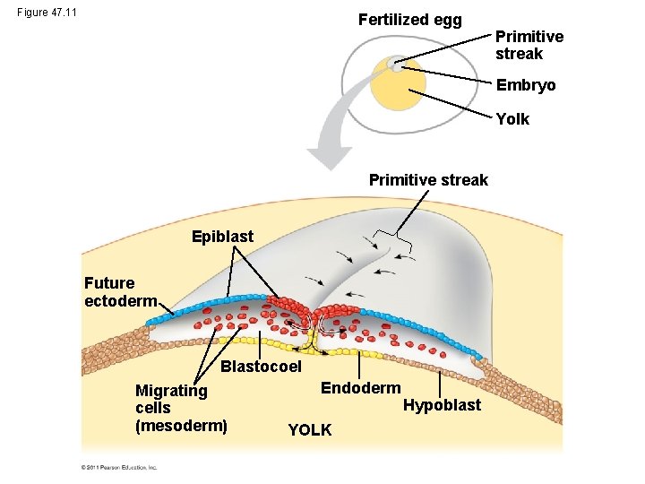 Figure 47. 11 Fertilized egg Primitive streak Embryo Yolk Primitive streak Epiblast Future ectoderm