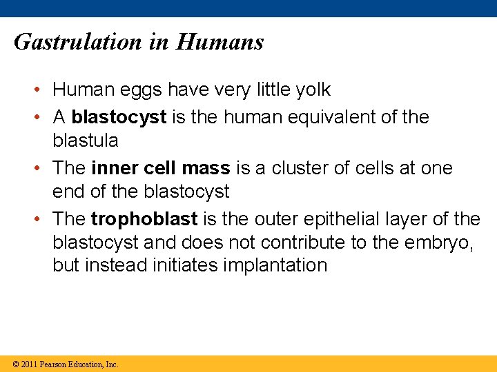 Gastrulation in Humans • Human eggs have very little yolk • A blastocyst is